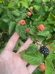 Rubus laudatus