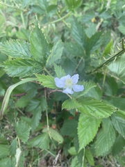 Rubus laudatus