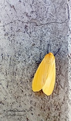 Pareuchaetes insulata