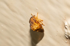 Smiliinae