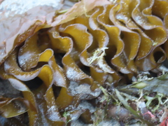Undaria pinnatifida