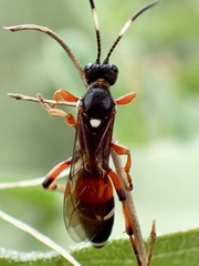 Ichneumon promissorius