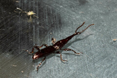 Brentinae