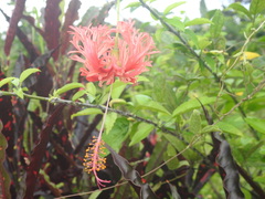 Hibiscus schizopetalus