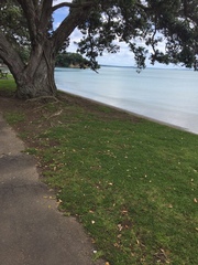 Trifolium tomentosum