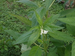 Sesamum indicum