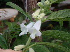Sesamum indicum