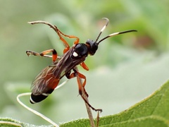 Ichneumon promissorius