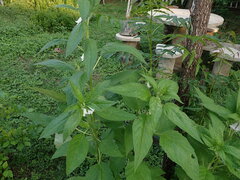 Sesamum indicum