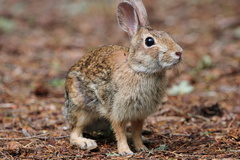 Sylvilagus
