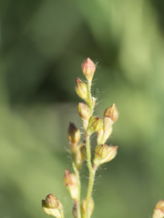 Urochloa arizonica