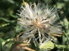 Brickellia eupatorioides chlorolepis