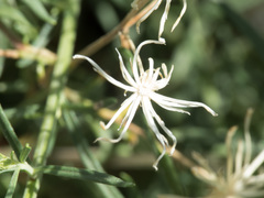 Brickellia eupatorioides chlorolepis