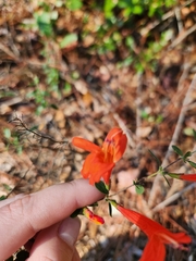 Clinopodium coccineum