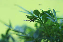 Desmia funeralis