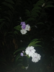 Brunfelsia pauciflora