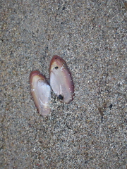 Hiatula nitida