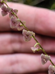 Stelis argentata