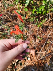 Clinopodium coccineum