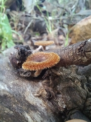 Lentinus stuppeus