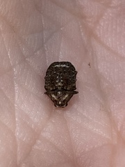 Araecerus