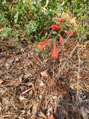 Clinopodium coccineum