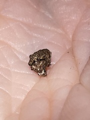 Araecerus