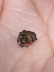 Araecerus