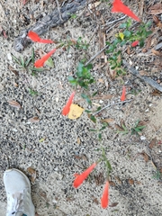 Clinopodium coccineum