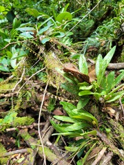 Stelis argentata