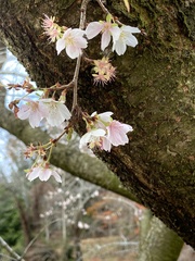 Prunus × subhirtella