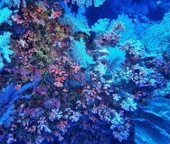 Cladopsammia gracilis