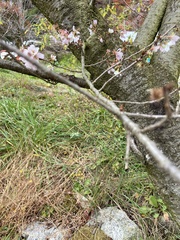 Prunus × subhirtella
