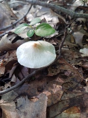 Lepiota cristata