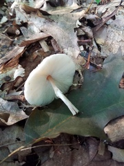 Lepiota cristata
