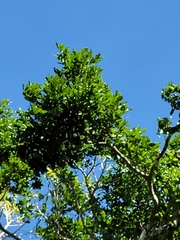 Brosimum alicastrum