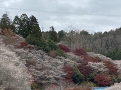 Prunus × subhirtella