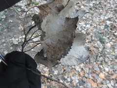 Populus grandidentata