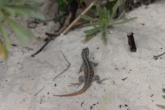 Sceloporus cozumelae