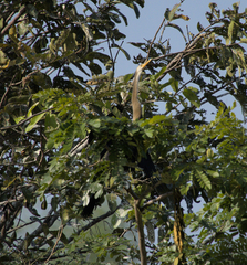 Anhinga melanogaster