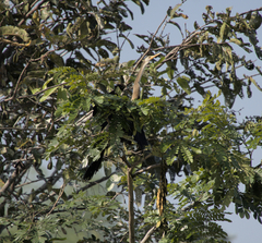 Anhinga melanogaster