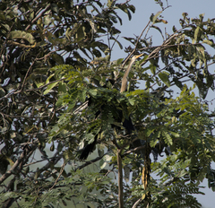 Anhinga melanogaster