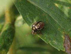 Calligrapha spiraeae