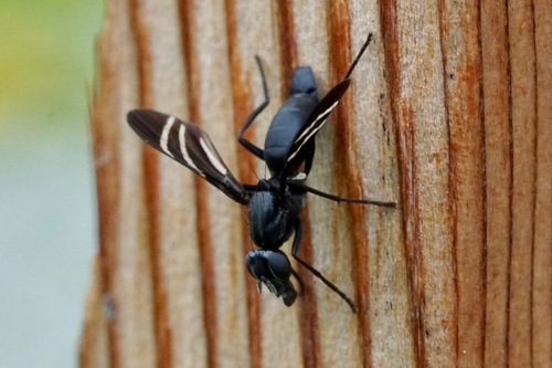 Black Onion Fly photo 6