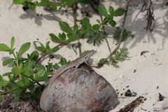Sceloporus cozumelae
