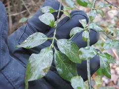 Euonymus europaeus