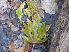 Acer saccharinum