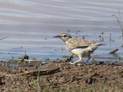 Sturnella magna lilianae