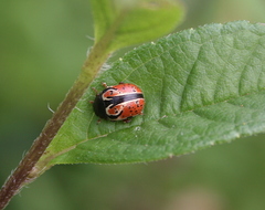 Calligrapha spiraeae
