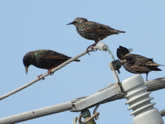 Sturnus vulgaris